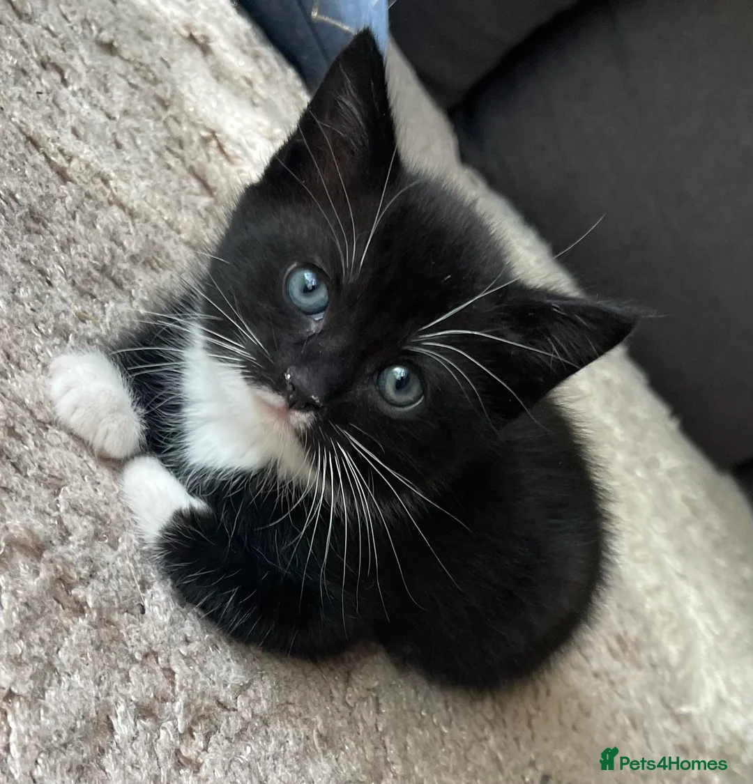 Mixed Breed cats for sale: 2 Tuxedo cats  - Advert 1