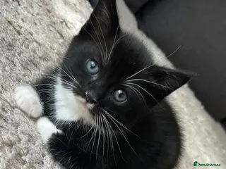 Mixed Breed cats 2 Tuxedo cats - Advert 1