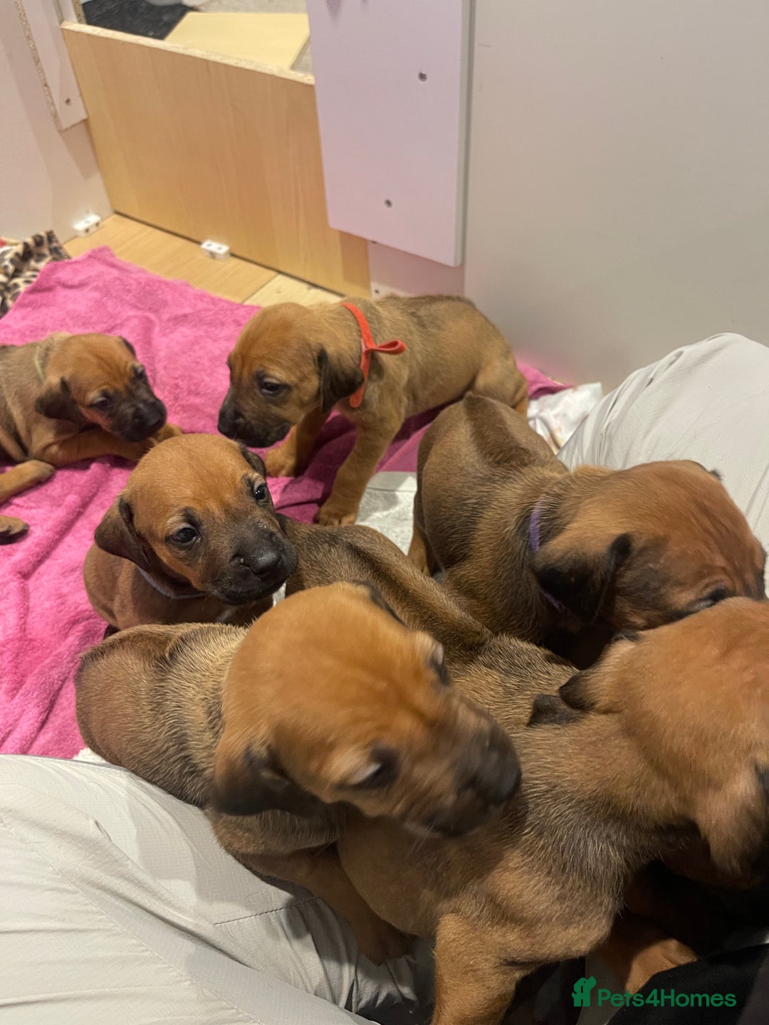 Rhodesian Ridgeback dogs for sale: Pedigree Ridgeback Puppies - READY FOR VIEWING in Scunthorpe - Image 27
