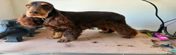 Cocker Spaniel dogs for sale: Quality KC helth tested 5* - Advert 4