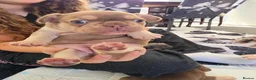 French Bulldog dogs for sale: French bulldog  - Advert 5