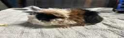 Guinea Pig rodents for sale: beautiful friendly guinea pigs to reserve  - Advert 20