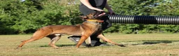 Belgian Shepherd Dog dogs for stud: Dutch Herder for stud duties only  - Advert 2