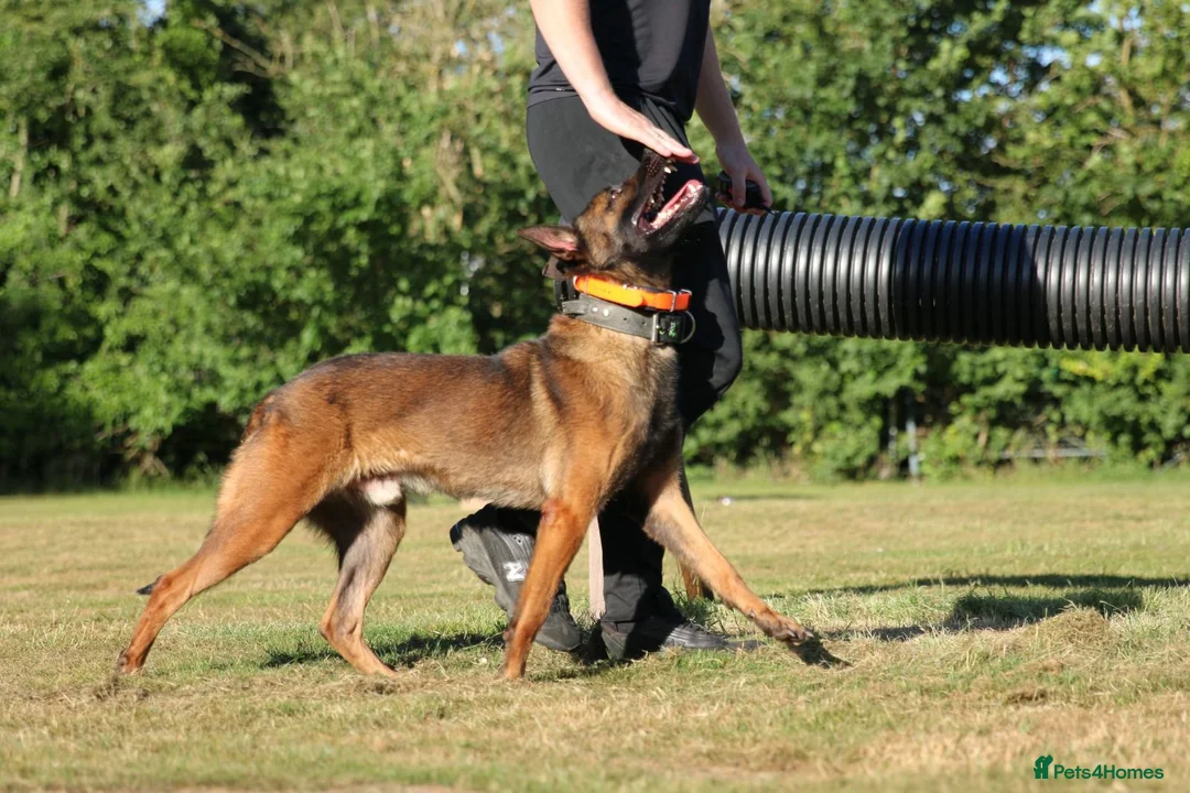 Belgian Shepherd Dog dogs for stud: Dutch Herder for stud duties only  - Advert 2