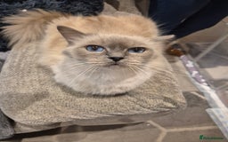 Ragdoll cats for sale: Last 2 female ragdoll kittens for sale - Image 11