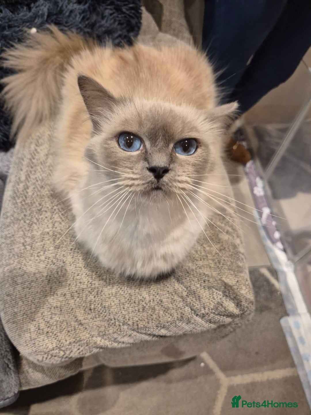 Ragdoll cats for sale: Last 2 female ragdoll kittens for sale - Image 11