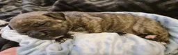 Mixed Breed dogs for sale: American bull staffy pups - Advert 4