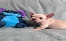 French Bulldog dogs for sale: 5 Male French Bulldog Puppies - Image 5