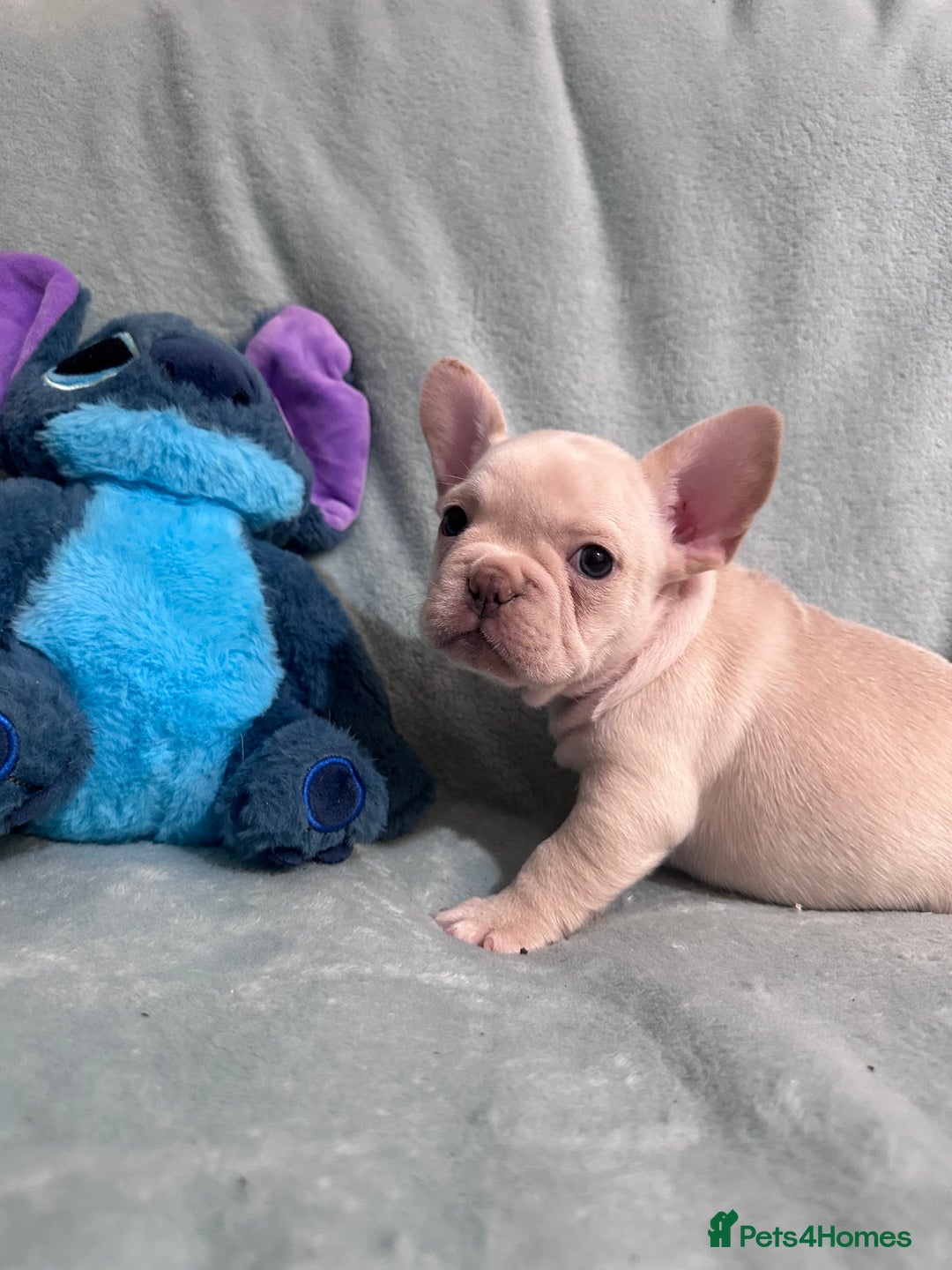 French Bulldog dogs for sale: 5 Male French Bulldog Puppies - Image 5