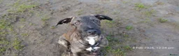 Lurcher dogs for sale: beautiful Lurcher Pup Friendly and gentle  in Knottingley - Advert 4