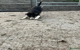 Border Collie dogs for sale: Farm Bred Border Collie Pups - Advert 3