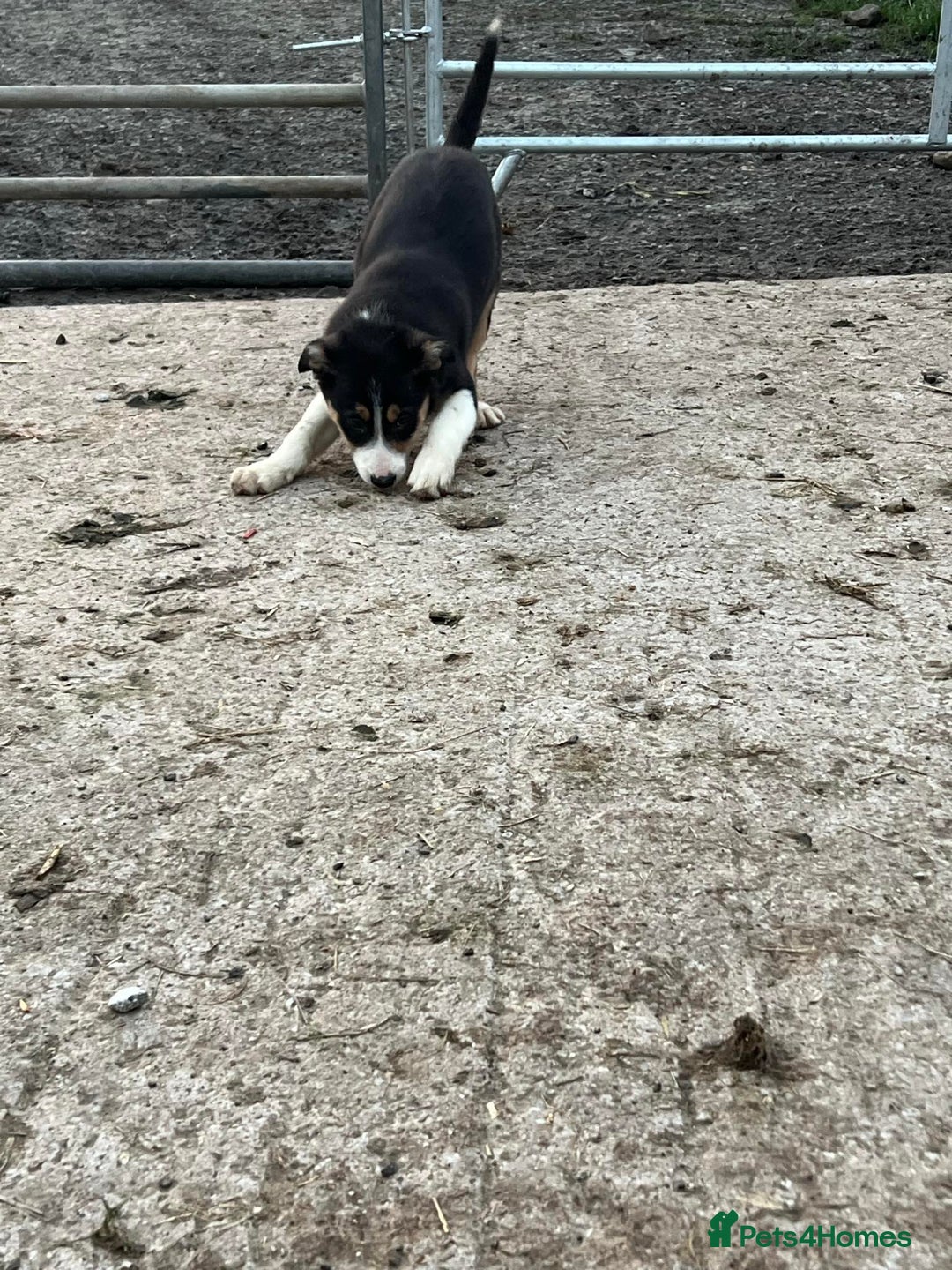 Border Collie dogs for sale: Farm Bred Border Collie Pups - Advert 3