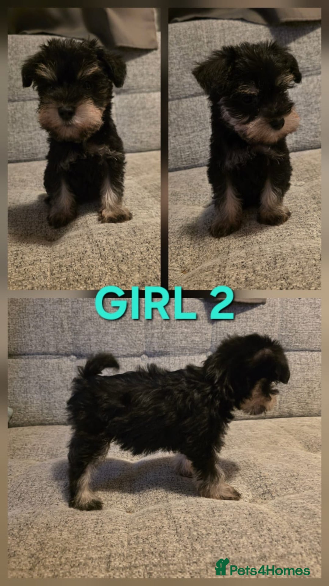 Miniature Schnauzer dogs for sale: READY NOW KC registered miniature schnauzer pups - Advert 6