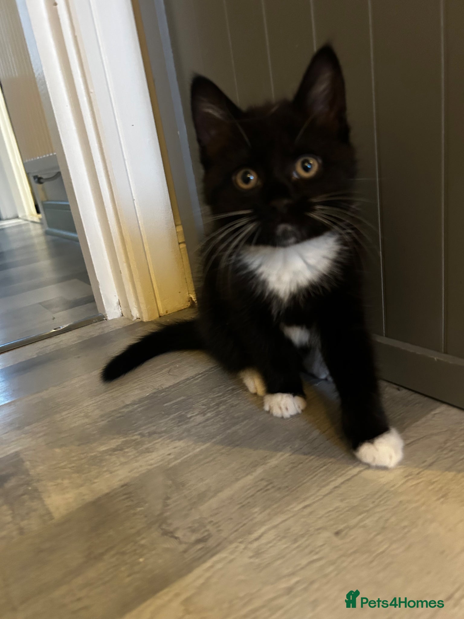 Mixed Breed cats Kitten 8 weeks old,black & white, loving, lap cat - Advert 2