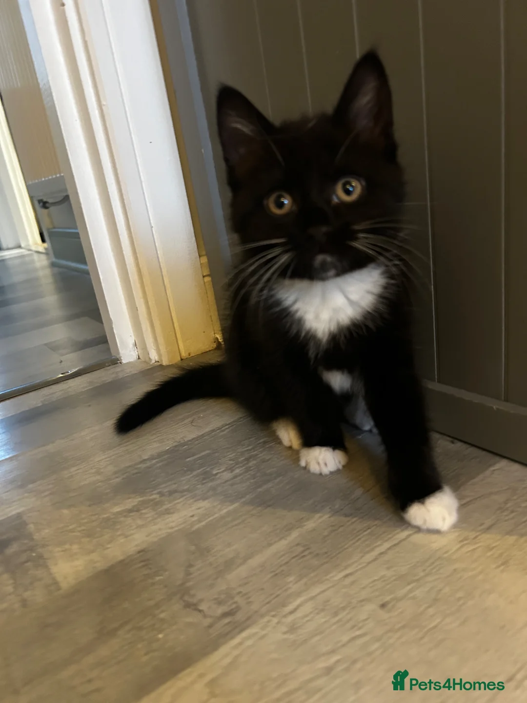 Mixed Breed cats for sale: Kitten 8 weeks old,black & white, loving, lap cat - Advert 1