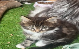 Maine Coon cats for sale: Adorable Maine coon kittens  - Image 10