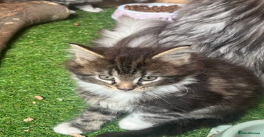 Maine Coon cats - Advert 3