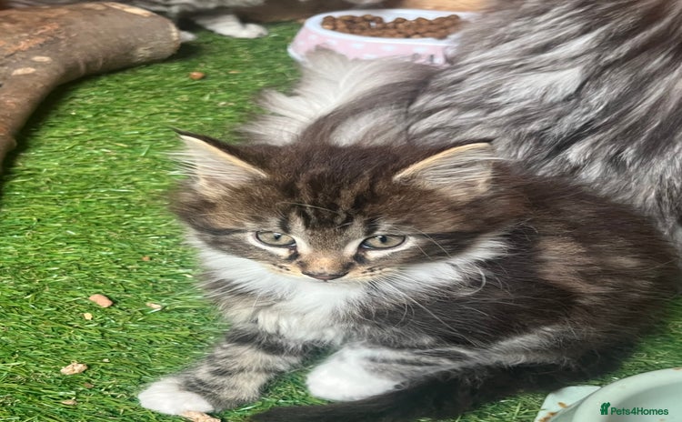 Maine Coon cats - Advert 11