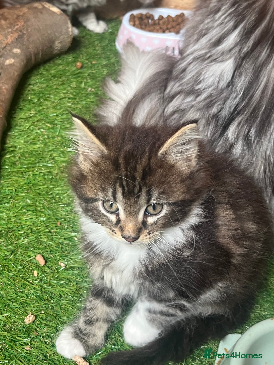 Maine Coon cats for sale: Adorable Maine coon kittens  - Image 10