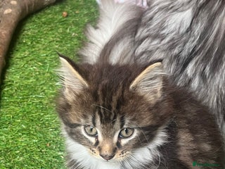 Maine Coon cats - Advert 6