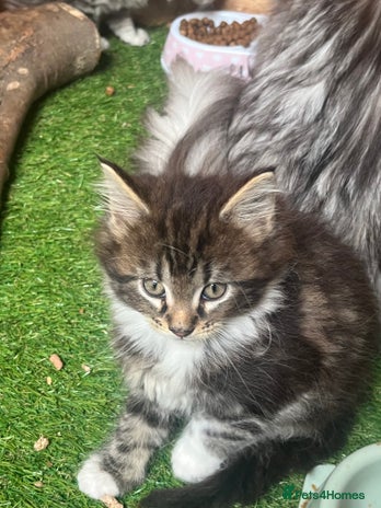 Maine Coon cats - Advert 5