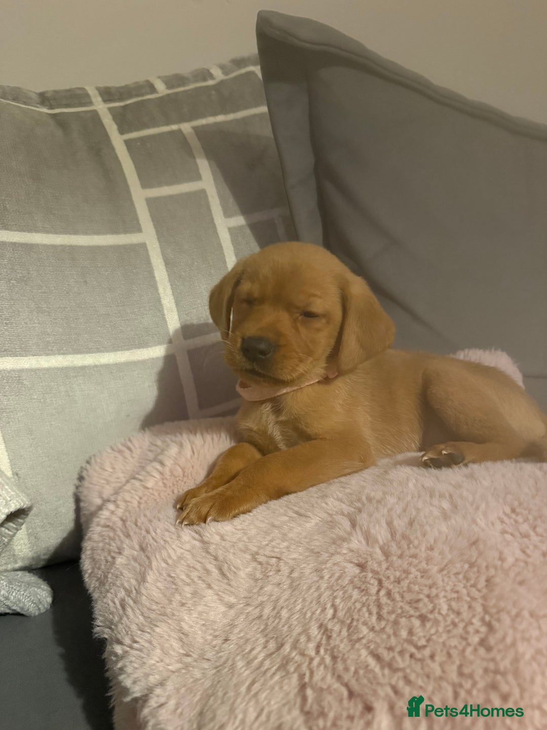 Labrador Retriever dogs for sale: 1 boy left! Fox red KC rEG Labradors working line  - Advert 3