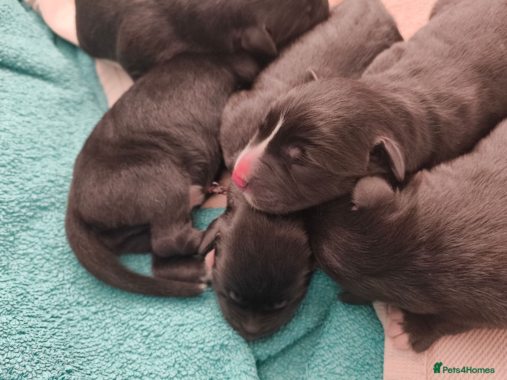 Mixed Breed dogs Gorgeous border collie cross goldador puppies  - Advert 7