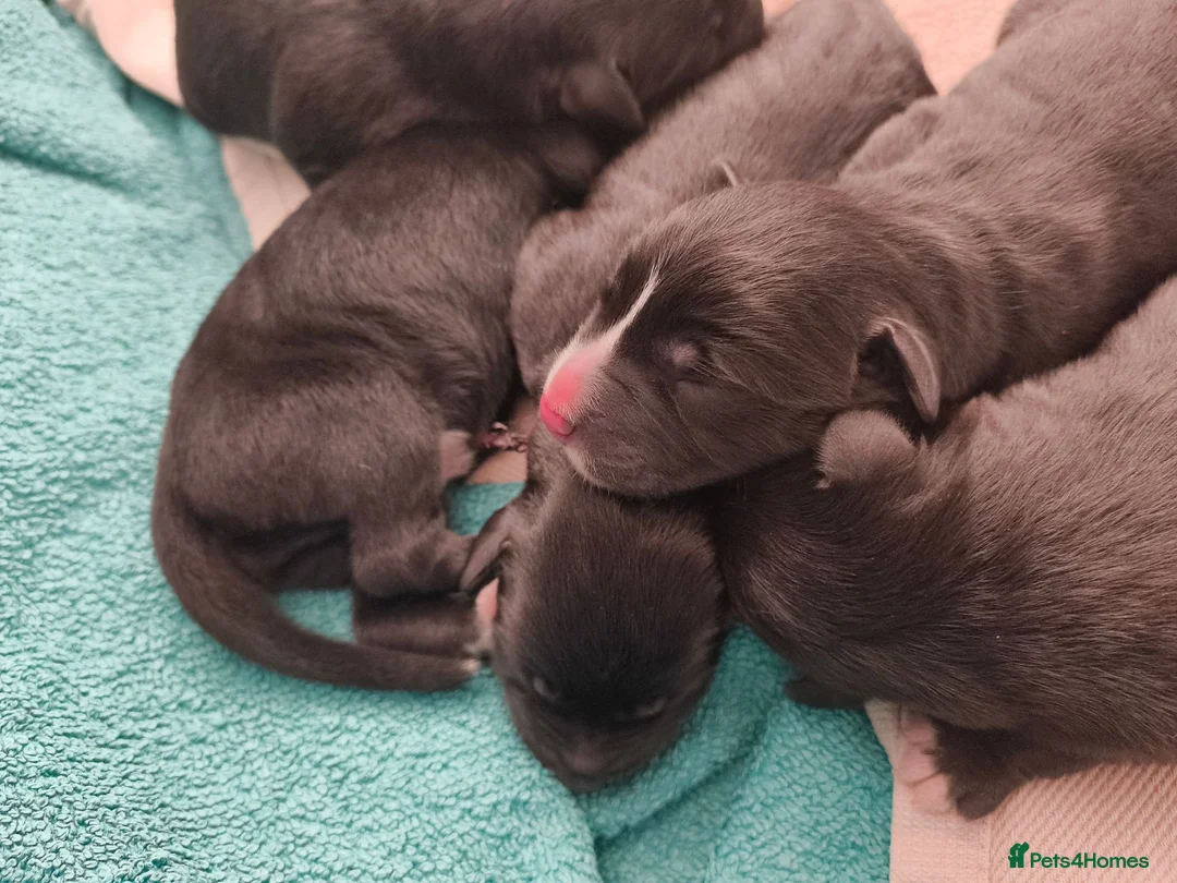 Mixed Breed dogs for sale: Gorgeous border collie cross goldador puppies  in Chippenham - Advert 1