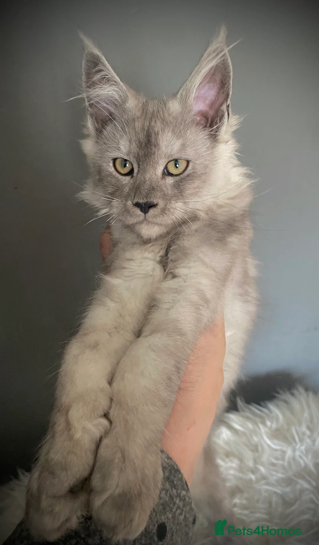 Maine Coon cats for sale: Outstanding TICA Active Male High Black Smoke - Advert 1