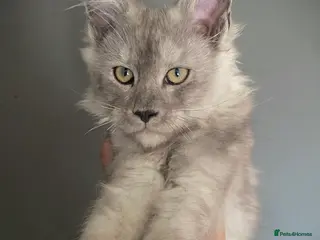 Maine Coon cats Outstanding TICA Active Male High Black Smoke - Advert 3