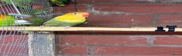 Mixed Breed birds for sale: Different birds for sale  - Advert 4