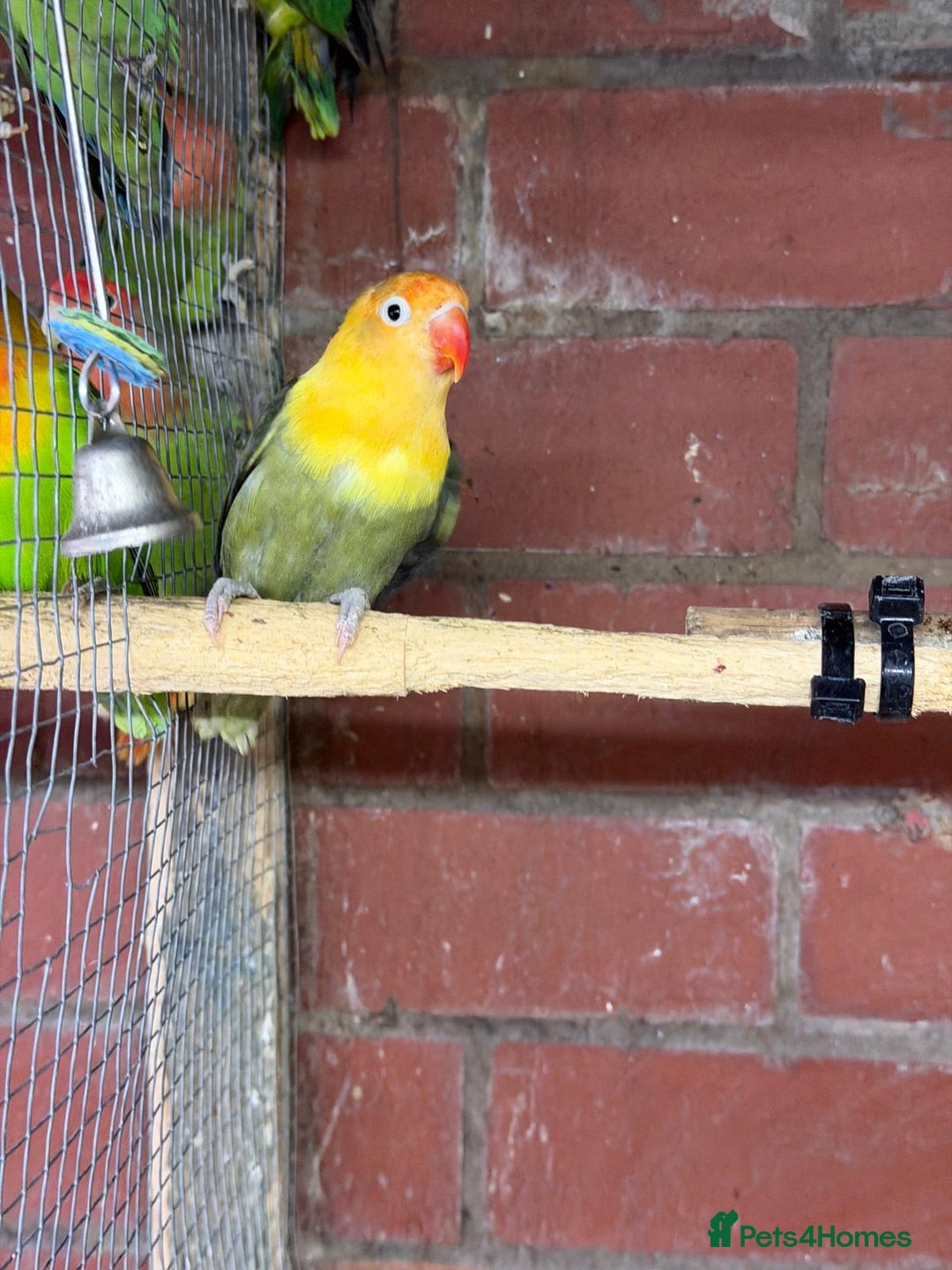 Mixed Breed birds for sale: Different birds for sale  - Advert 4