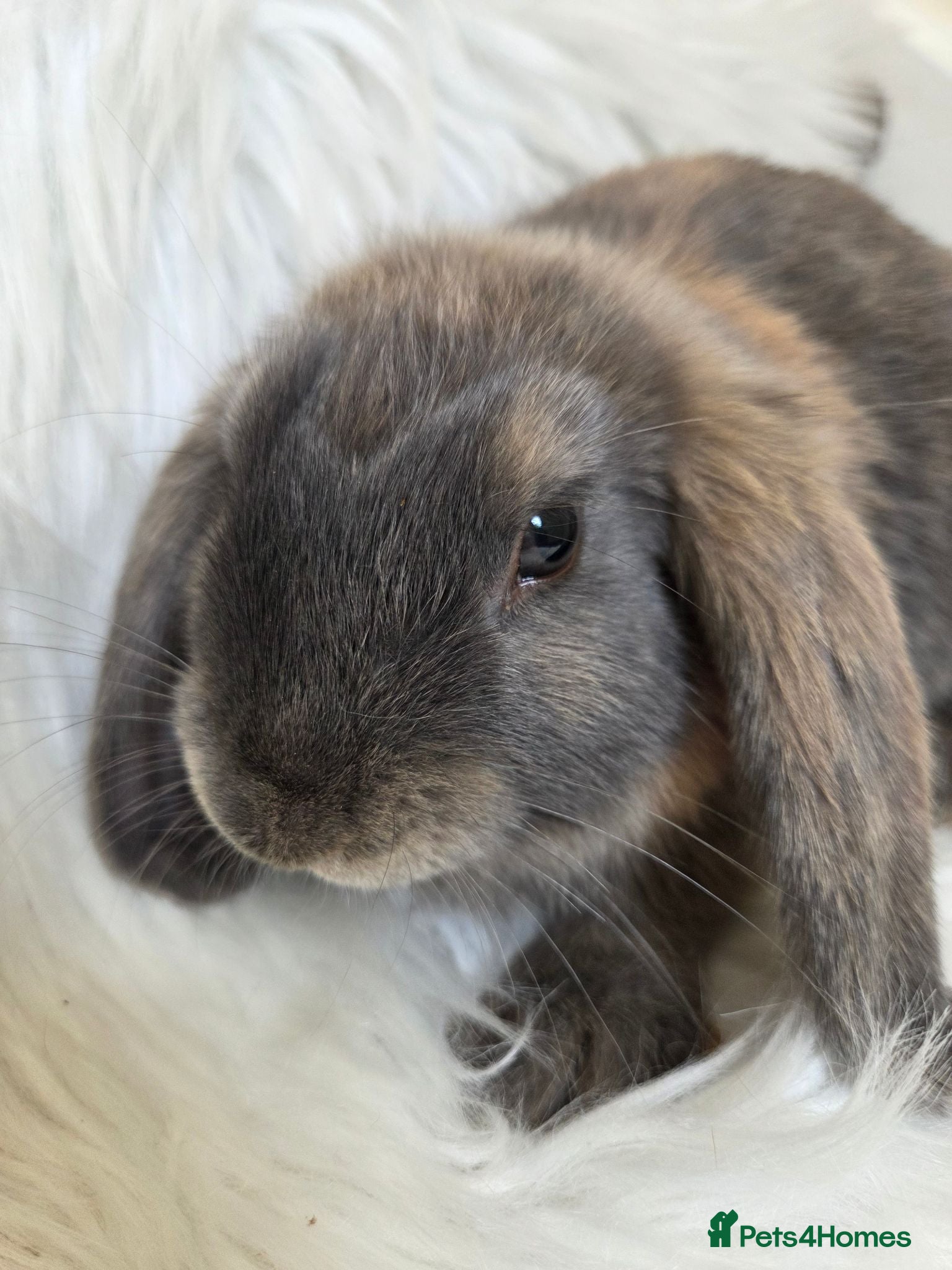 Mini Lop rabbits Only 3 left boy available. Beautiful mini lops - Advert 2