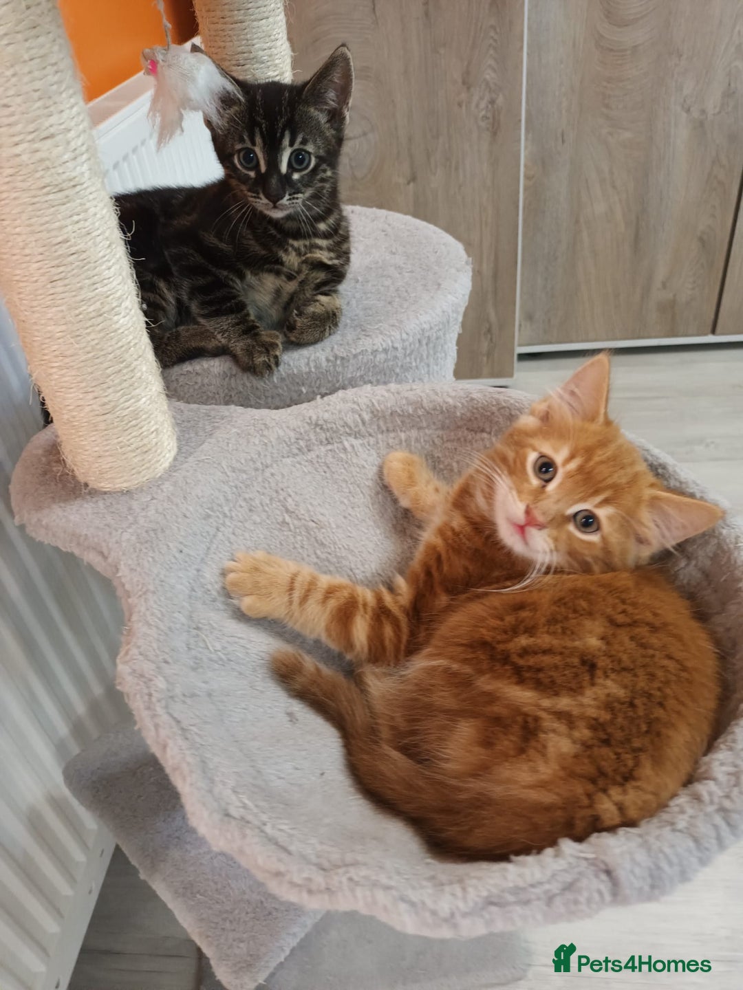 Mixed Breed cats for sale: Adorable kittens  - Advert 9