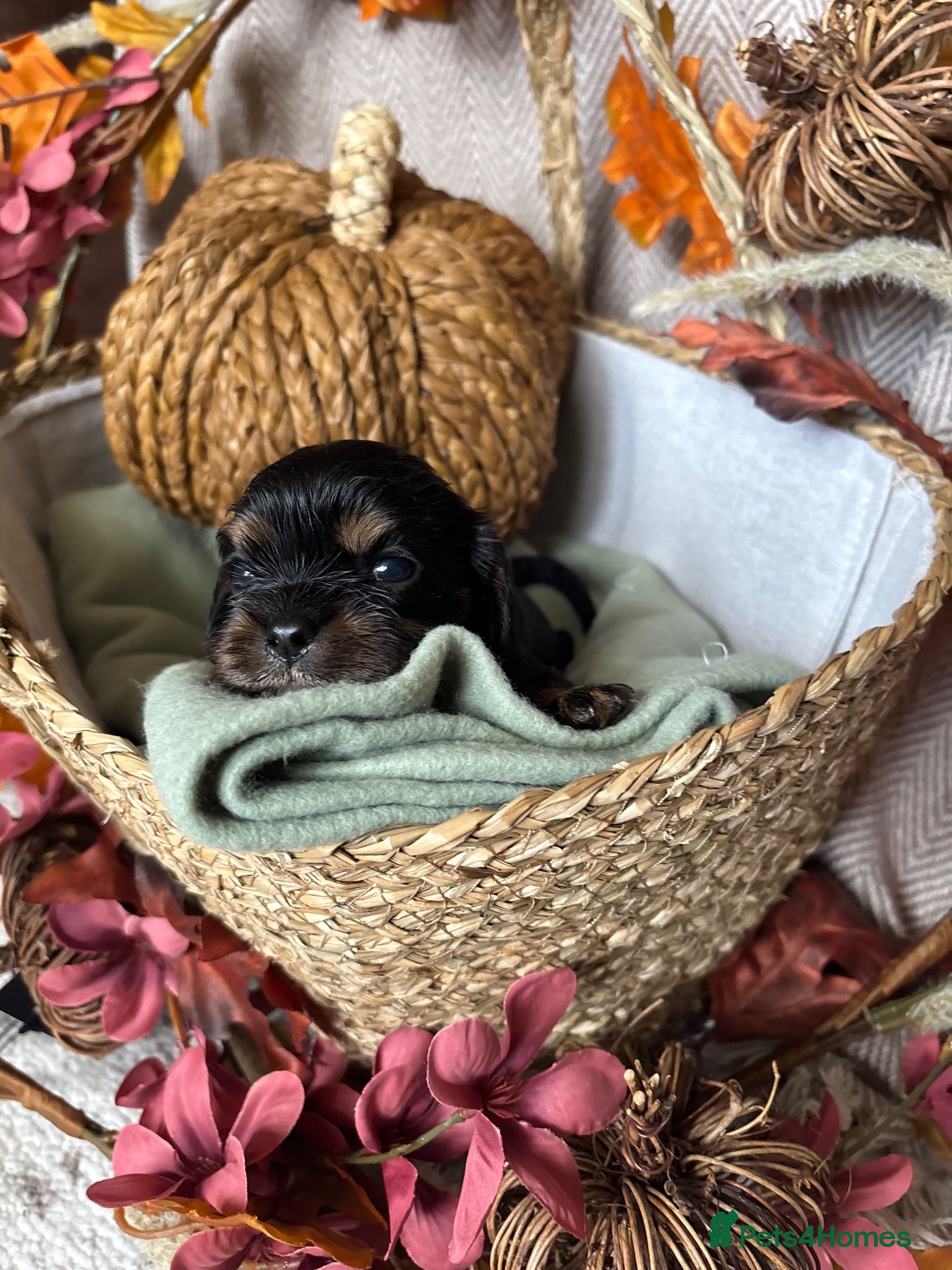 Cavalier King Charles Spaniel dogs Registered Cavalier King Charles Spaniel Puppies - Advert 2