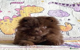 Chow Chow dogs for sale: Exotic colour chowsky puppies for sale  - Image 5