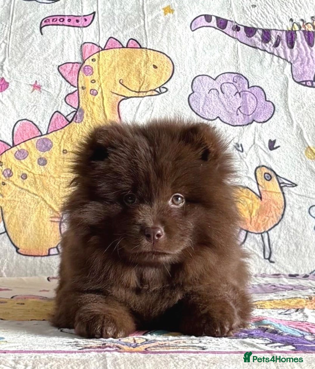 Chow Chow dogs for sale: Exotic colour chowsky puppies for sale  - Image 5