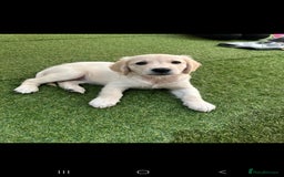 Golden Retriever dogs for sale: Beautiful Golden Retriever Puppies - Image 14