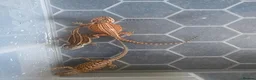 Bearded Dragon reptiles for sale: Friendly baby dragons - Advert 7