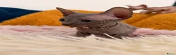 Sphynx cats for sale: 3 stunning kittens available! - Advert 25
