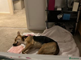 Mixed Breed dogs Beloved trixie - Advert 3