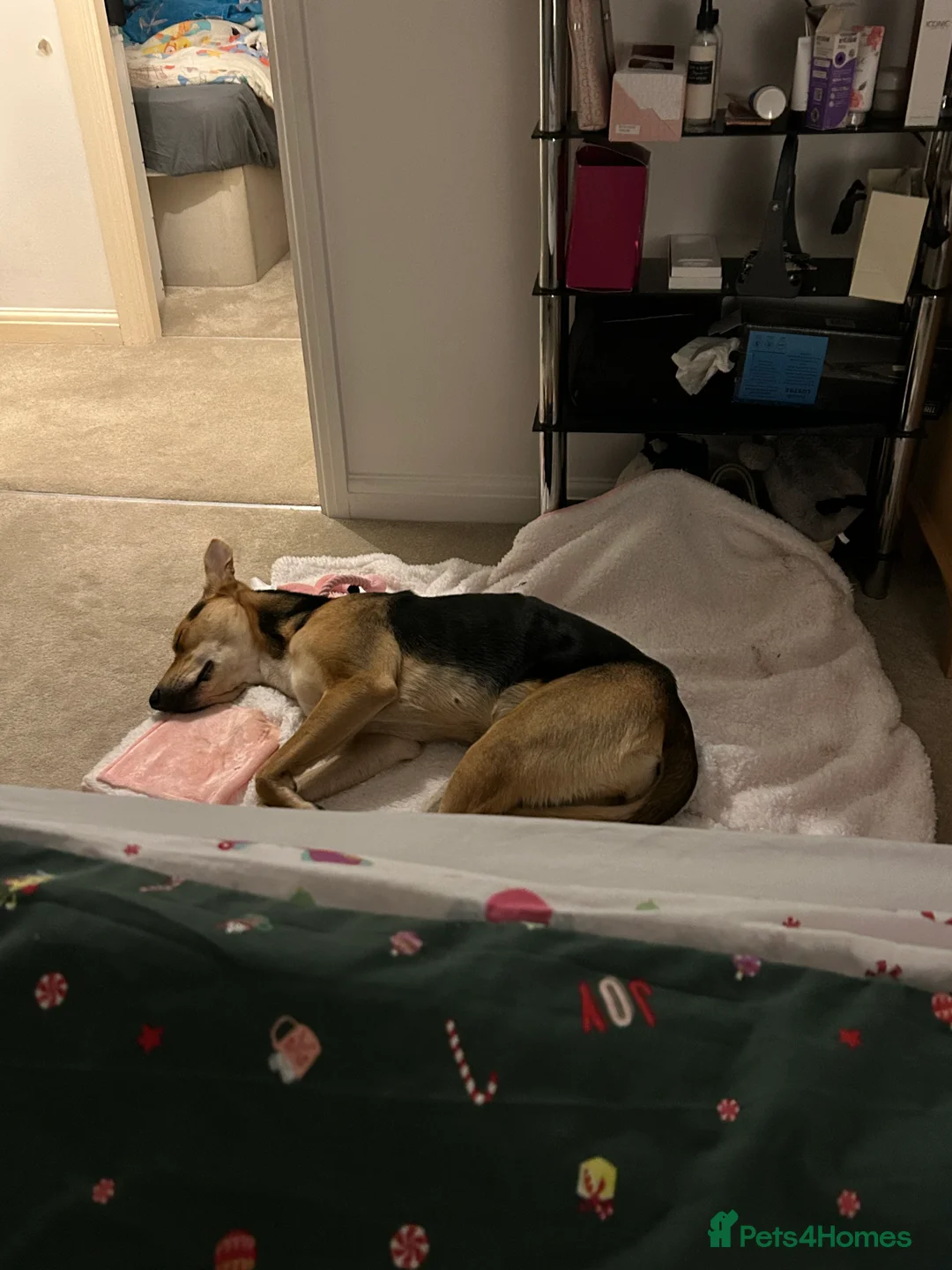 Mixed Breed dogs for sale: Beloved trixie  - Advert 1