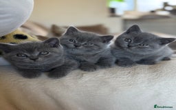British Shorthair cats for sale: 2 male British shorthair  - Image 3