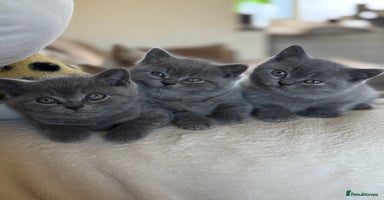 British Shorthair cats - Advert 3