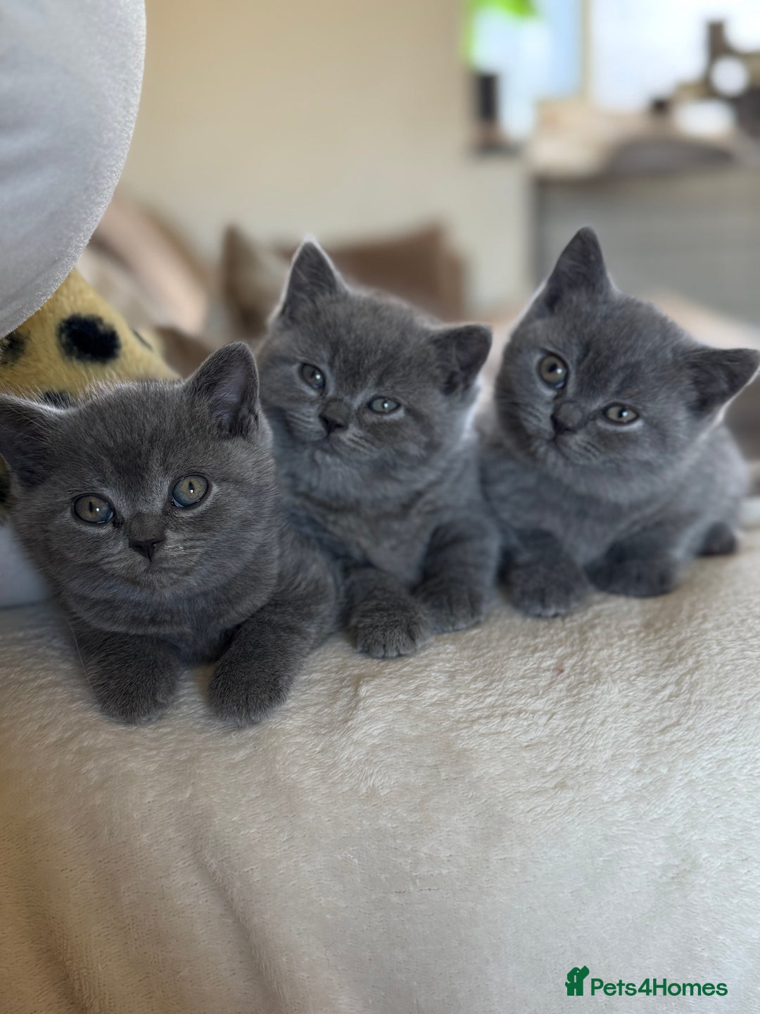 British Shorthair cats for sale: 2 male British shorthair  - Image 3