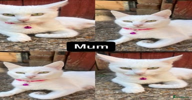 Mixed Breed cats - Advert 2
