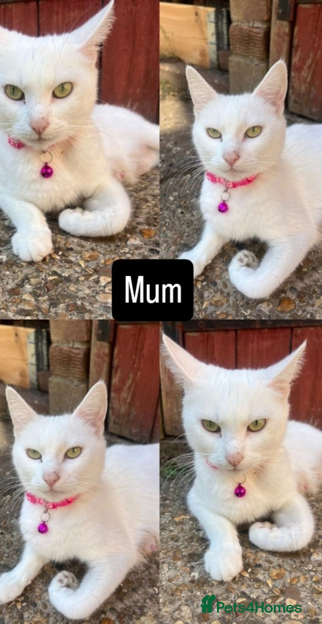 Mixed Breed cats for sale: White / Odd eye / black  Russian mix kittens /  - Image 7