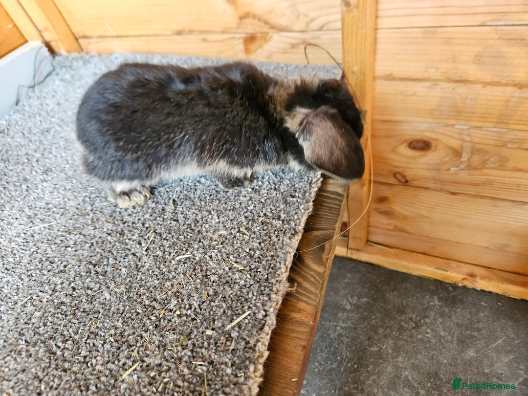 Mini Lop rabbits for sale: 6 baby's bunny's  - Image 2