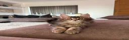 Maine Coon cats for sale: XL Russian Cubs 💙 - Advert 24
