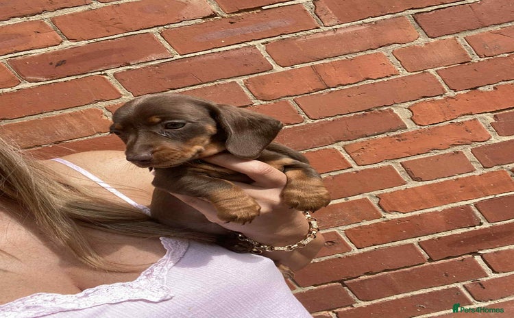 Miniature Dachshund dogs - Advert 3